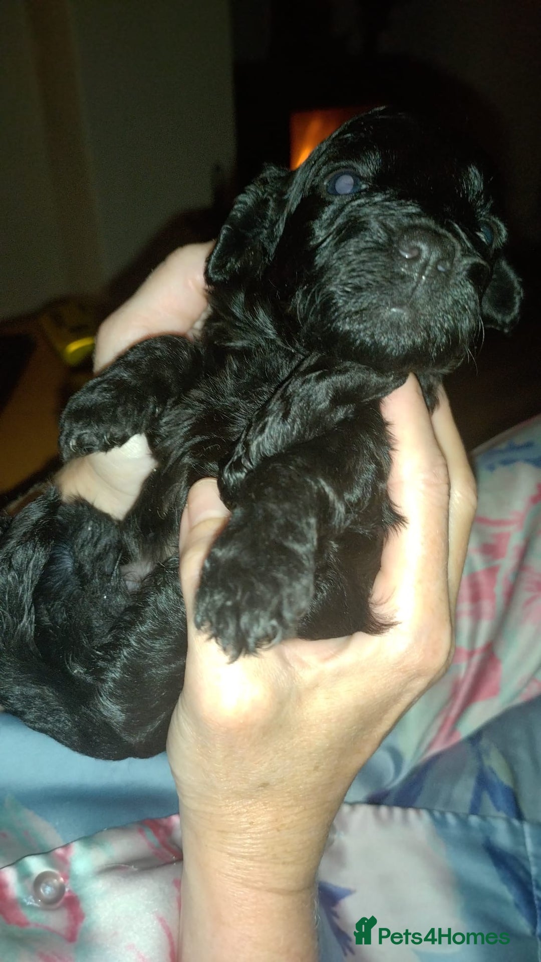 Cockapoo dogs for sale: F2 Cockapoo pups  - Image 10