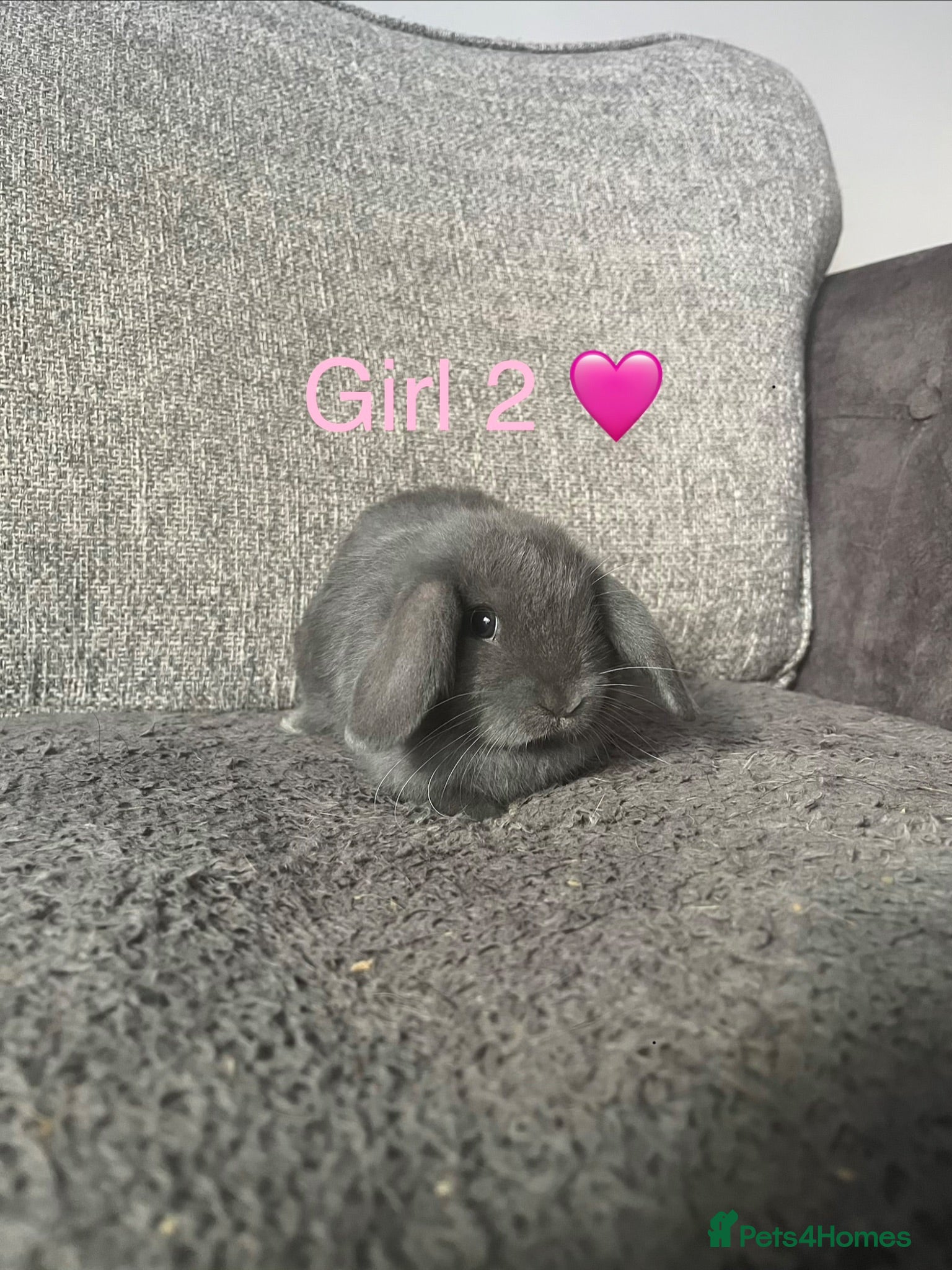 Mini Lop rabbits Mini lop bunnies for sale - Advert 14