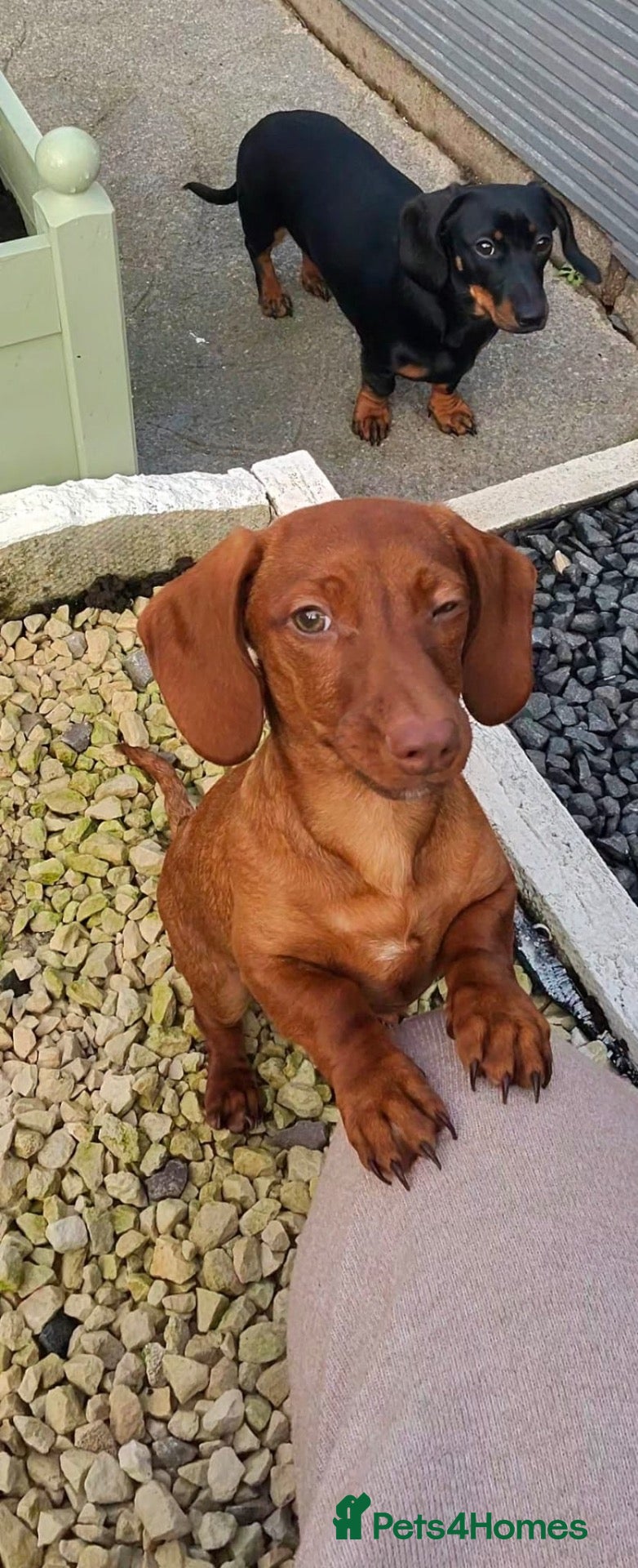 Miniature Dachshund dogs Hello Ladies! Im Percy 😘 - Advert 14