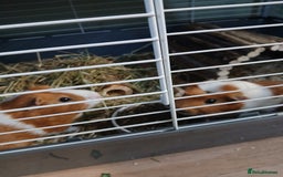 Guinea Pig rodents for sale: Various guinea pigs in need of homes. - Image 4