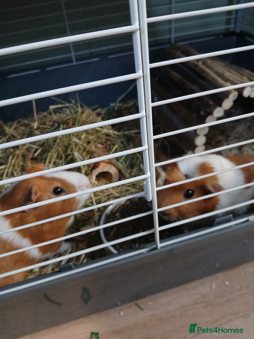 Guinea Pig rodents for sale: Various guinea pigs in need of homes. - Image 4
