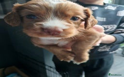 Cocker Spaniel dogs for sale: Working spaniels  - Image 15
