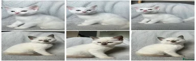 British Shorthair 2