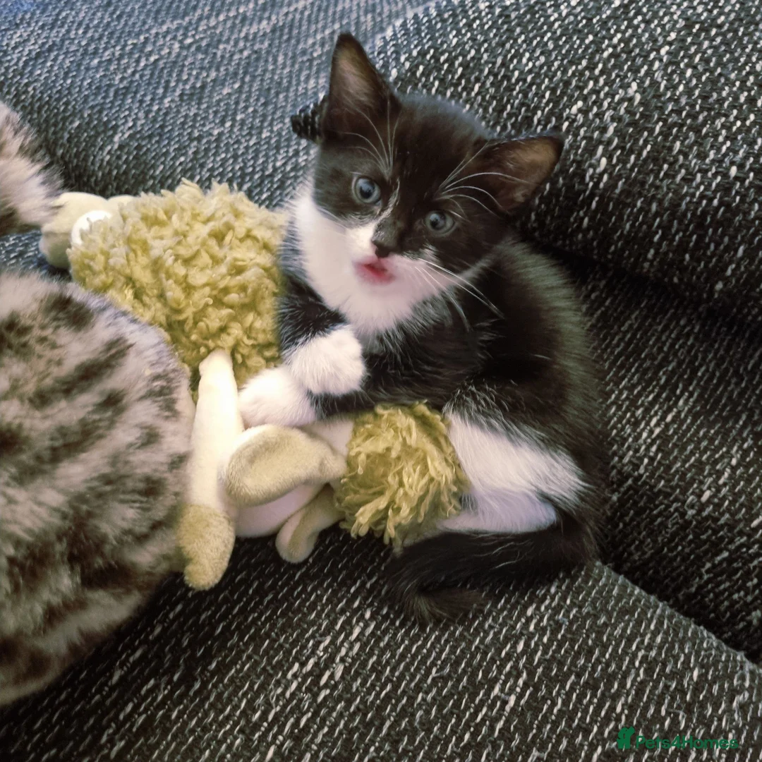 Mixed Breed cats for sale: Lovely kittens available  in Rugby - Advert 3