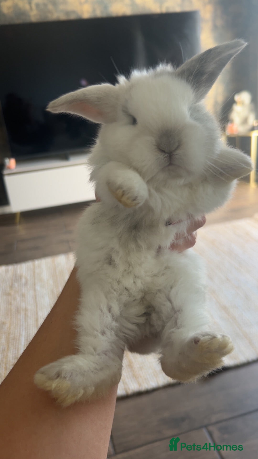 Mixed Breed rabbits Beautiful giant French- mini lop babies🐰💕 - Advert 1