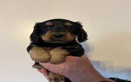 Cocker Spaniel dogs for sale: Cocker spaniel puppies - Image 15