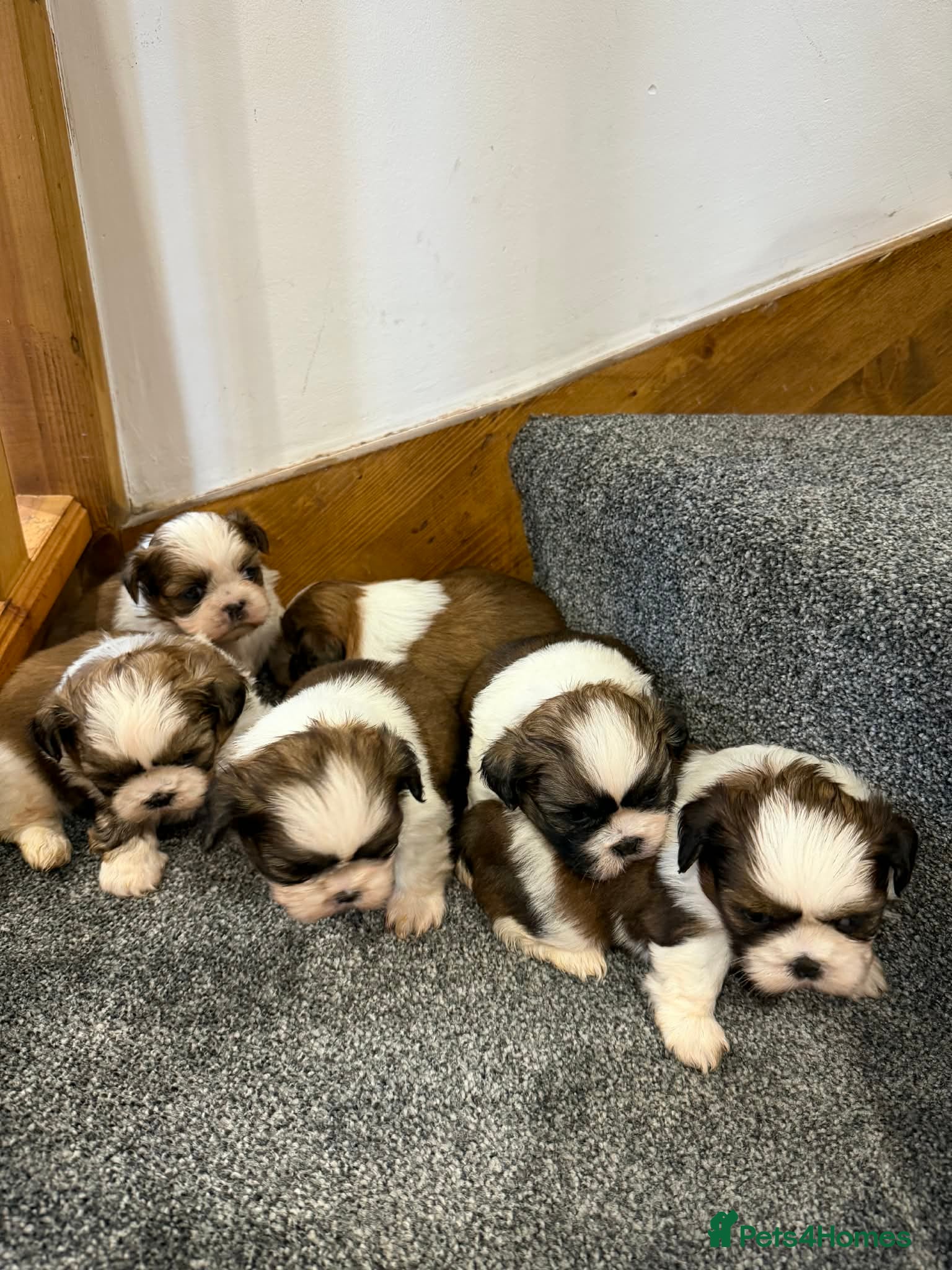 Shih Tzu dogs Early Spring Shihtzu Puppies  - Advert 4