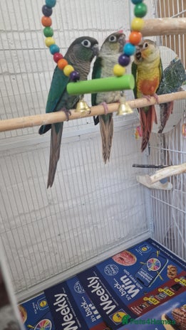 Conures birds - Advert 1
