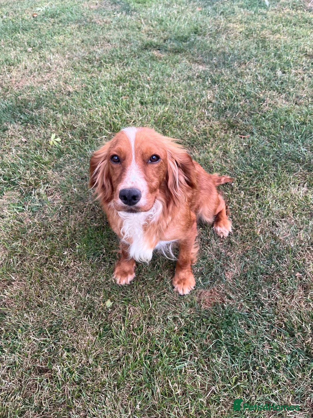 Cocker Spaniel dogs for sale: Working Cocker spaniel puppies for sale  - Advert 1