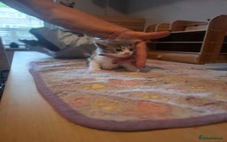 Mixed Breed cats for sale: 1 kitten left ready  2nd sept  - Image 23