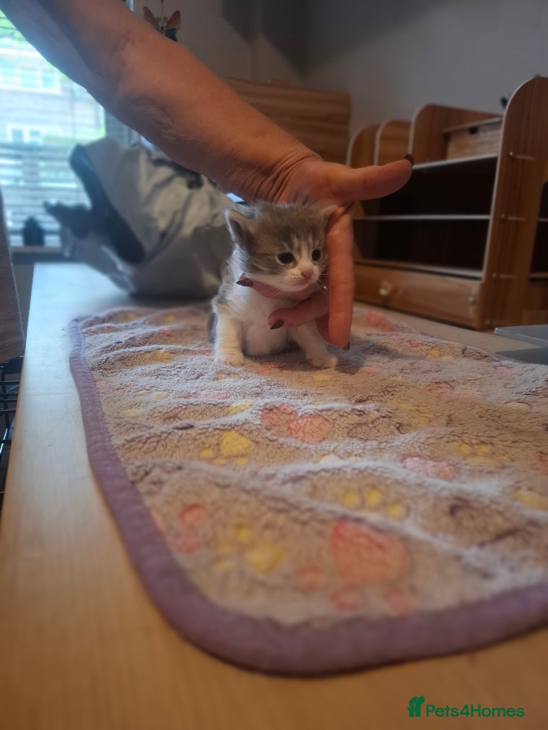 Mixed Breed cats for sale: 1 kitten left ready  2nd sept  - Image 23