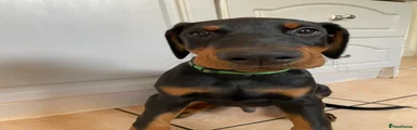 Dobermann Puppy 1