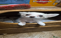 Chihuahua dogs for sale: Pure  white Chihuahua - Image 1