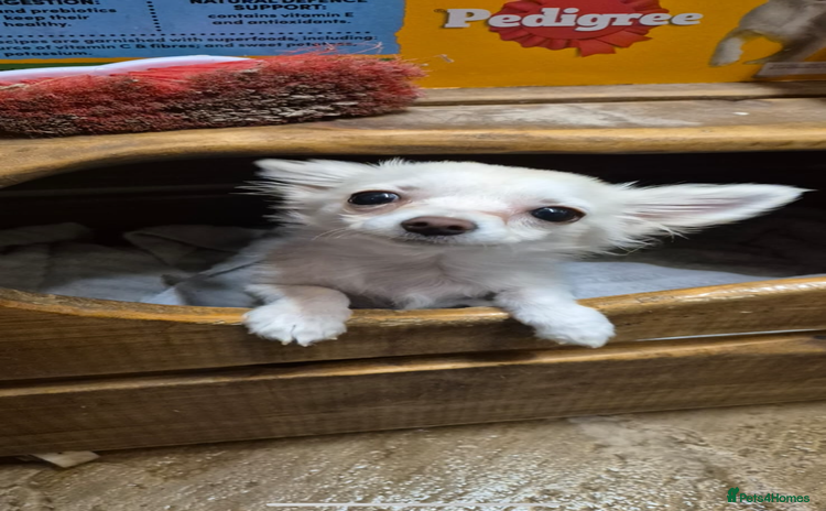 Chihuahua dogs - Advert 15