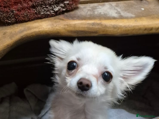 Chihuahua dogs - Advert 31