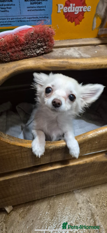 Chihuahua dogs - Advert 13
