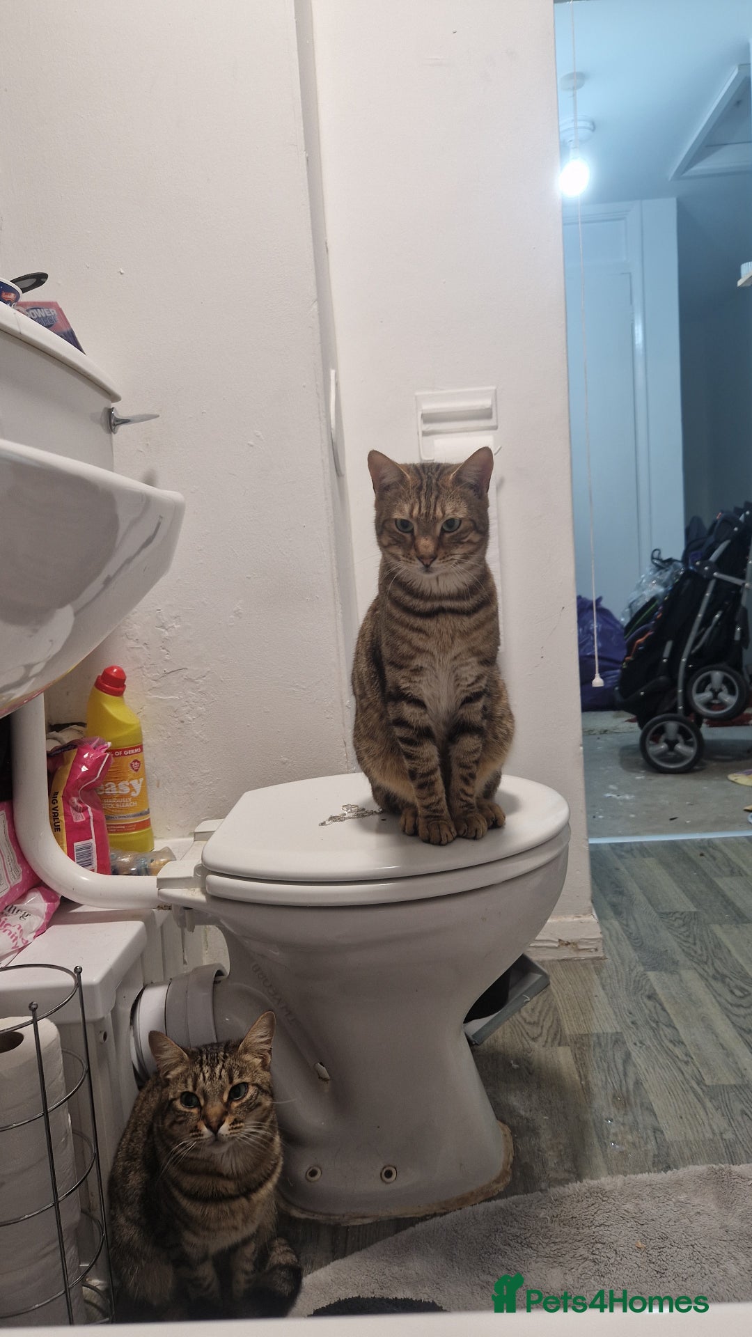 Mixed Breed cats for sale: Monster aged 2 - Advert 5