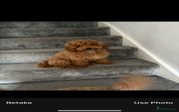 Toy Poodle dogs for sale: Nela  - Image 4