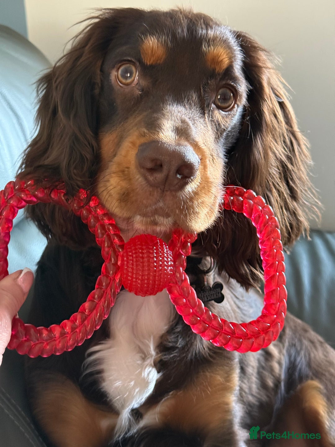 Cocker Spaniel dogs for sale: Beautiful Male Working Cocker Spaniel - Advert 19