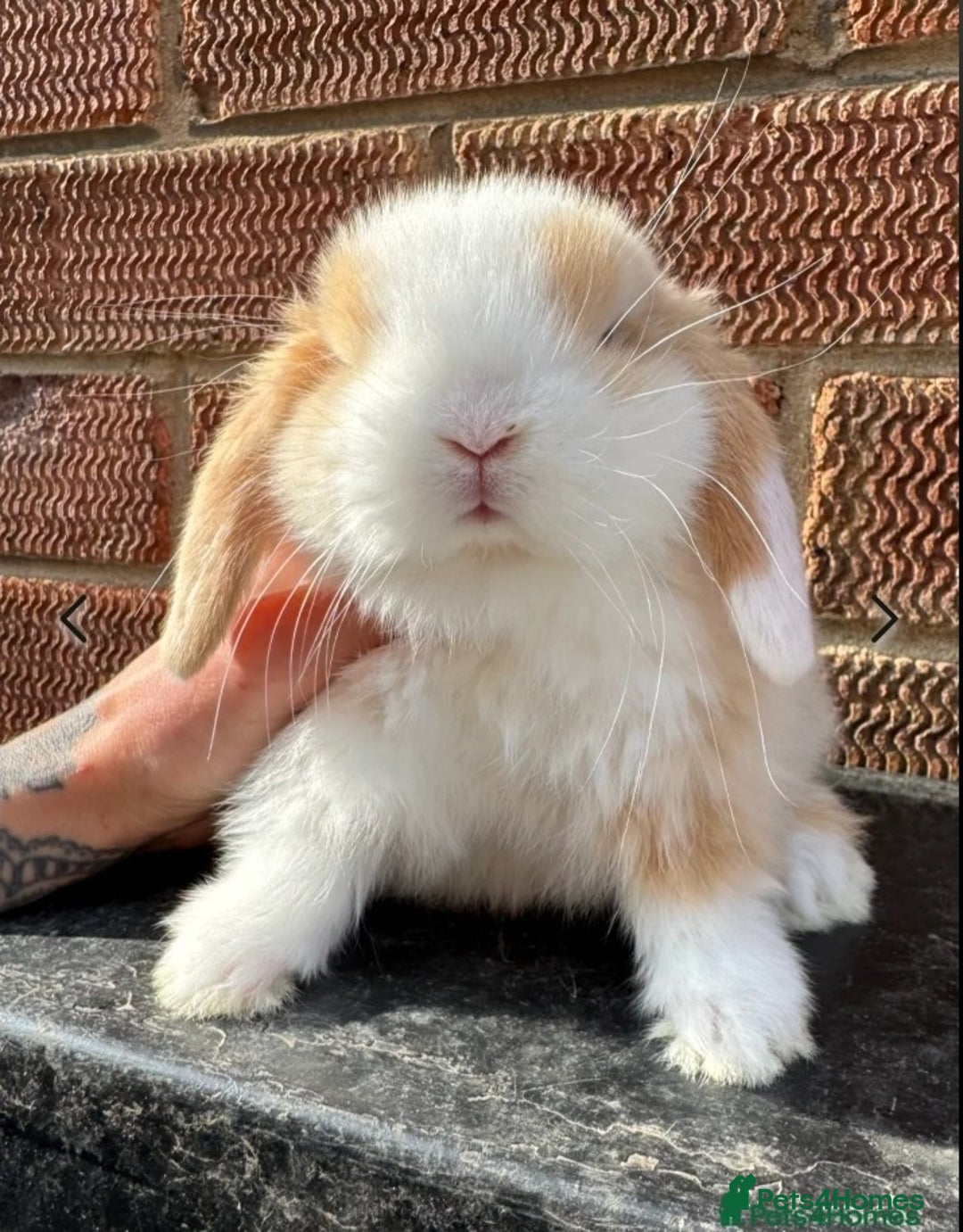 Mini Lop rabbits for sale: 🐰 Mini Lop Rabbits – Loving Homes Wanted 🏡 - Image 2