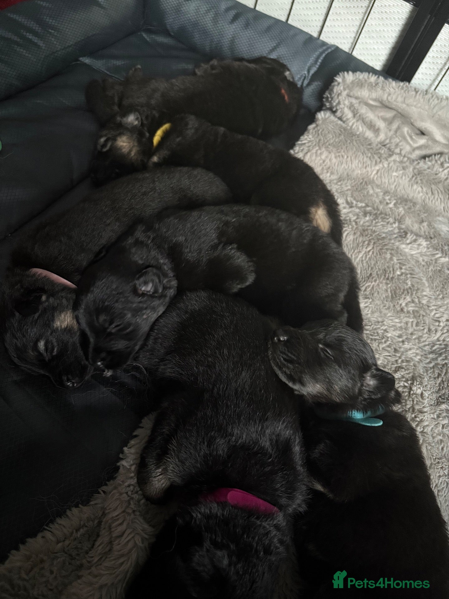 German Shepherd dogs German Shepard pups for sale - 2 boys 5 girls - Advert 1