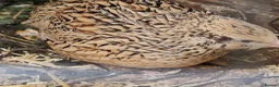 Quail poultry for sale: coturnix (Japanese) hatching eggs - Advert 3