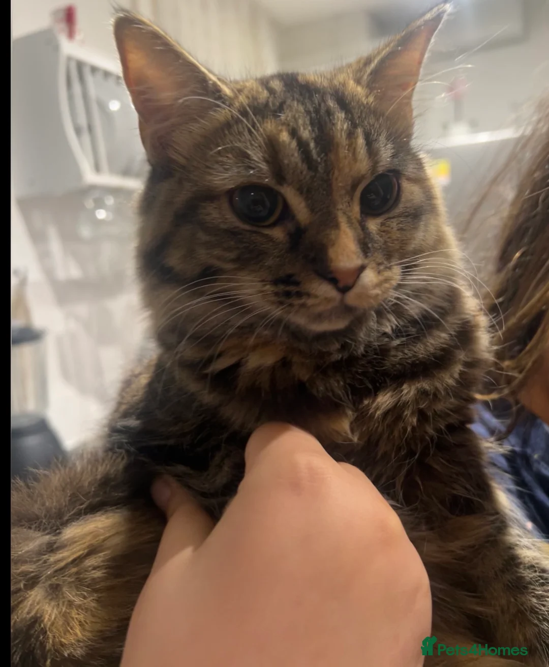 British Longhair cats for sale: Long hair and short hair tabby! - Advert 2
