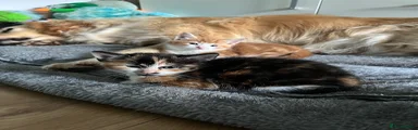 Mixed Breed 4