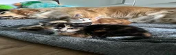 Mixed Breed cats for sale: Ragdoll mix kittens  - Advert 2