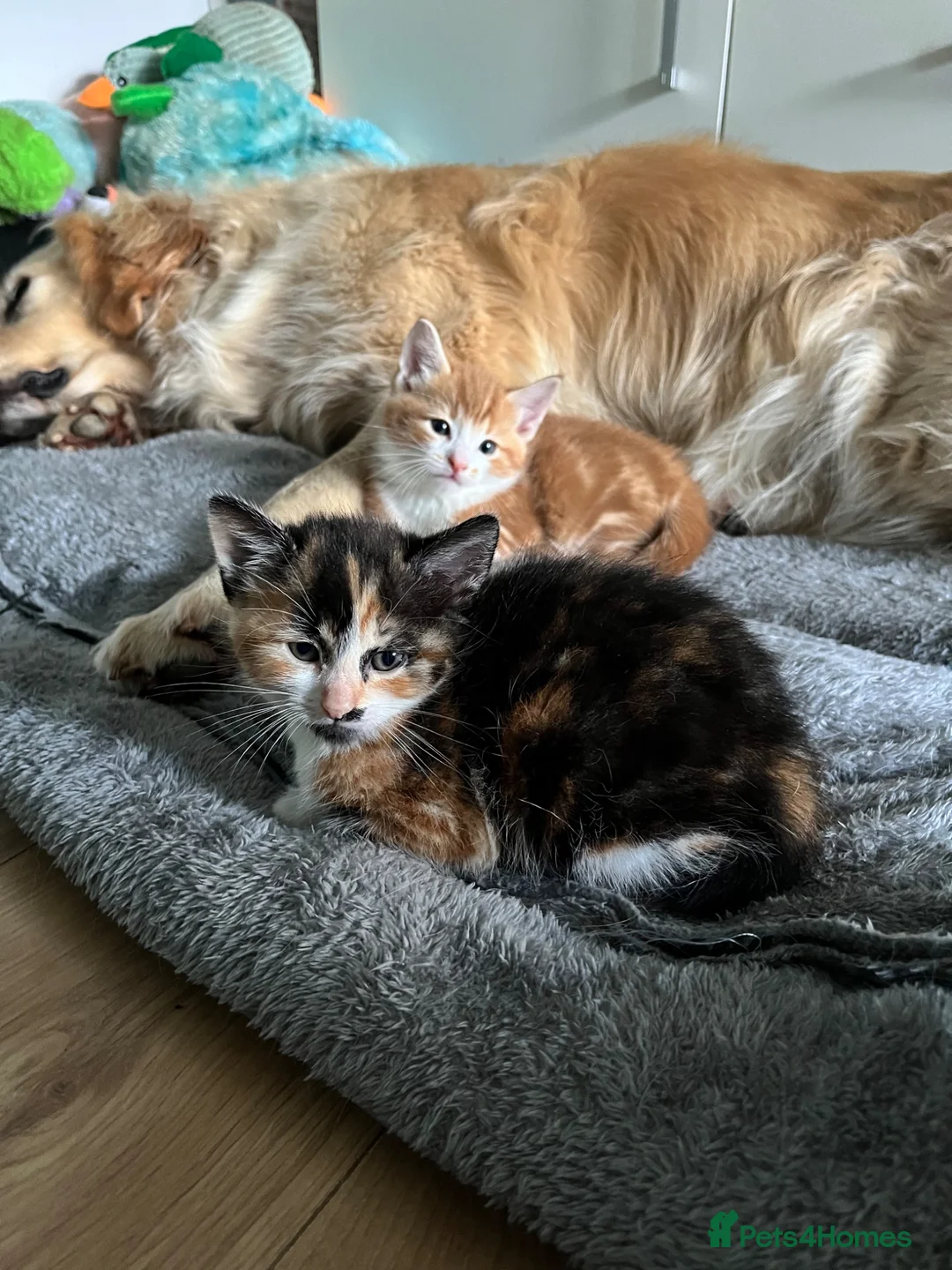 Mixed Breed cats for sale: Ragdoll mix kittens  - Advert 2