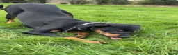 Dobermann dogs for stud: Dobermann x Catahoula Leopard Dog Stud - Advert 5