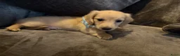 Miniature Dachshund dogs for sale: READY! 2 boys left! 💙 Cream Long Haired Pups KC - Advert 19
