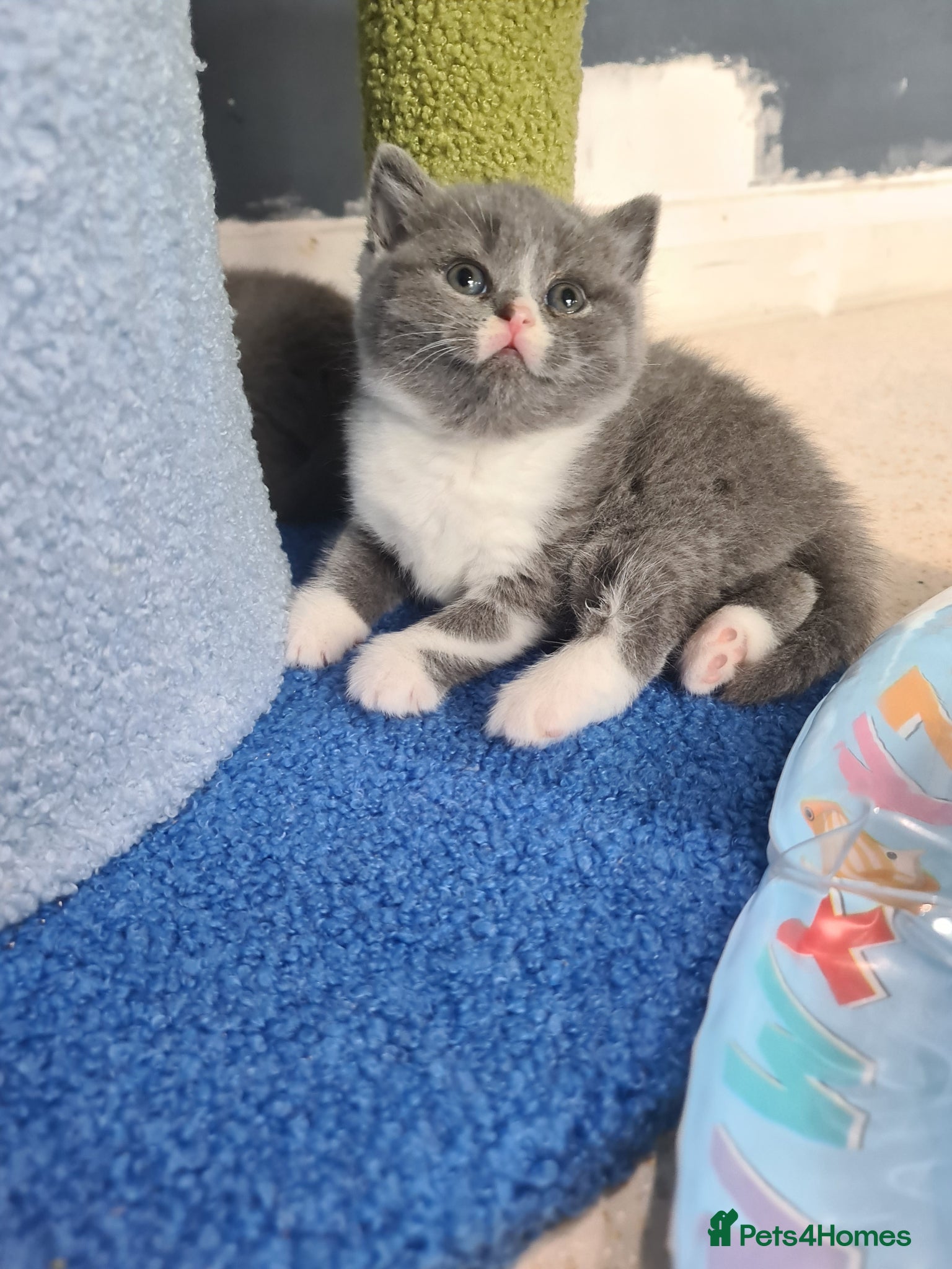 British Shorthair cats British shorthair kittens  - Advert 16