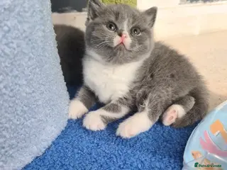 British Shorthair cats British shorthair kittens - Advert 17