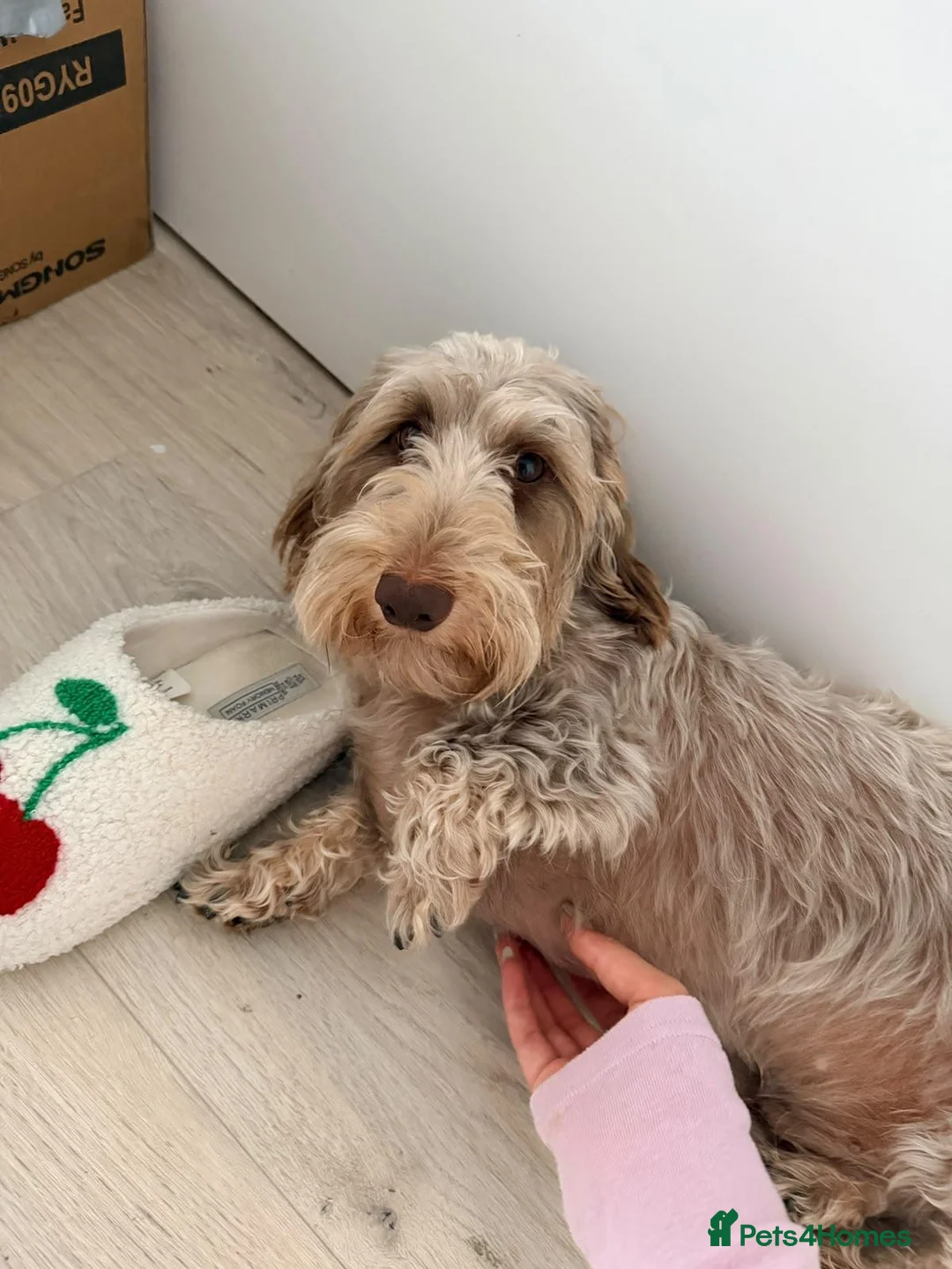 Dachshund dogs for sale: seeking a loving, experienced home in London - Advert 3