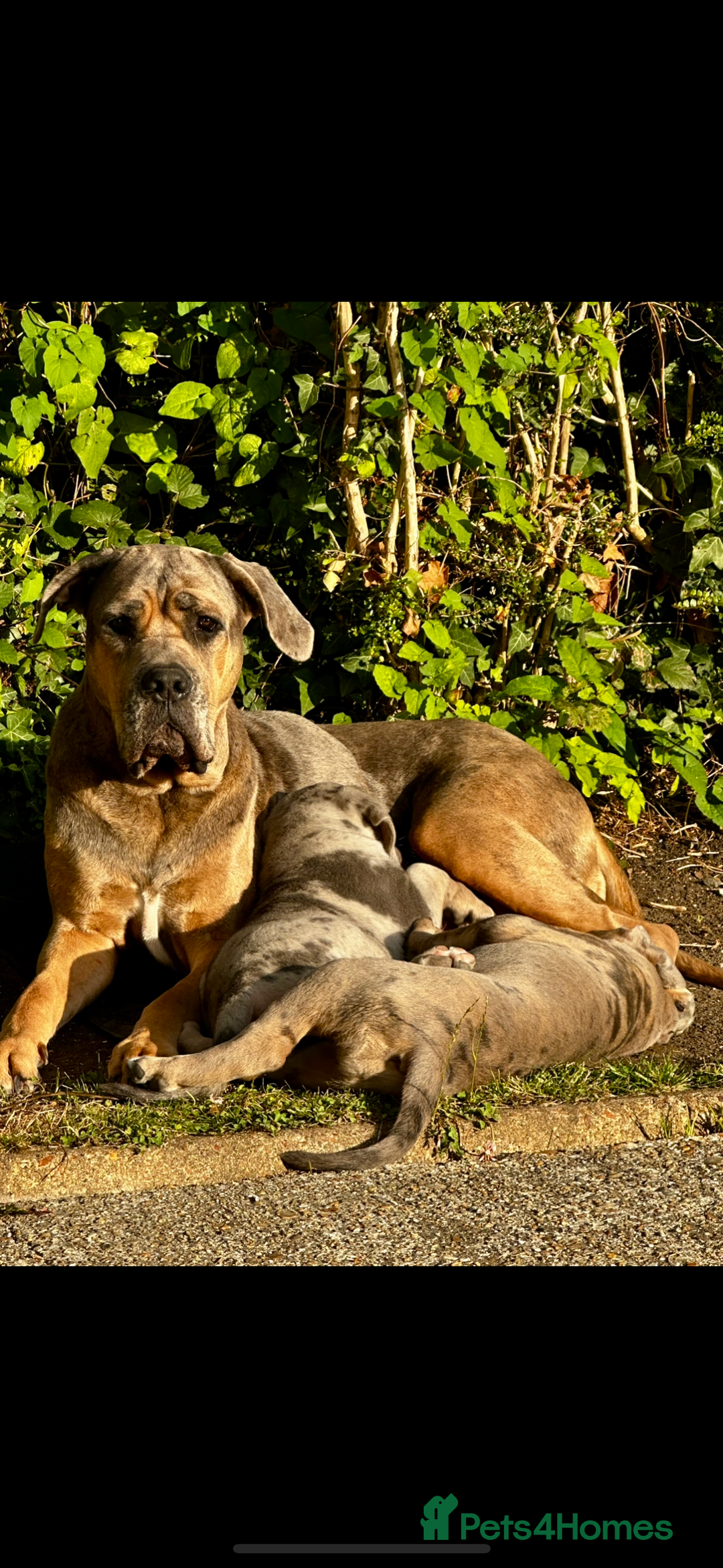 Mixed Breed dogs for sale: HUGE “TRI” MERLE CANE CORSO PUPPIES FOR SALE - Image 14