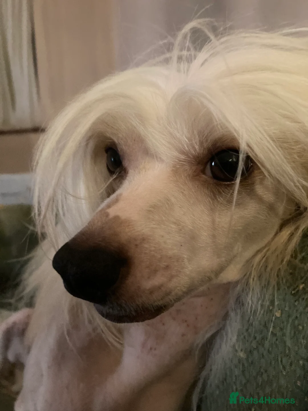 Chinese Crested dogs for stud: Cream/white Chinese crested stud - Advert 3