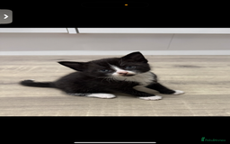 British Shorthair cats for sale: 4 Beautiful Girls!  - Image 6
