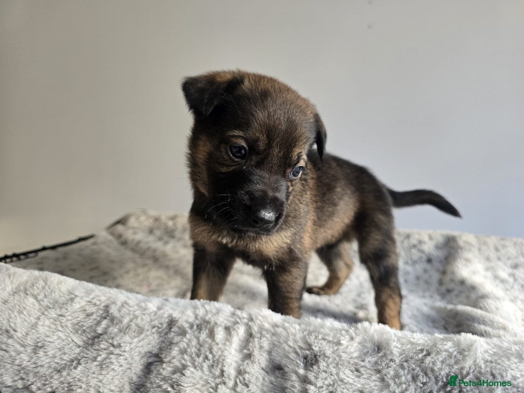 Mixed Breed dogs for sale: German Shepherd cross American bulldog puppies - Image 15