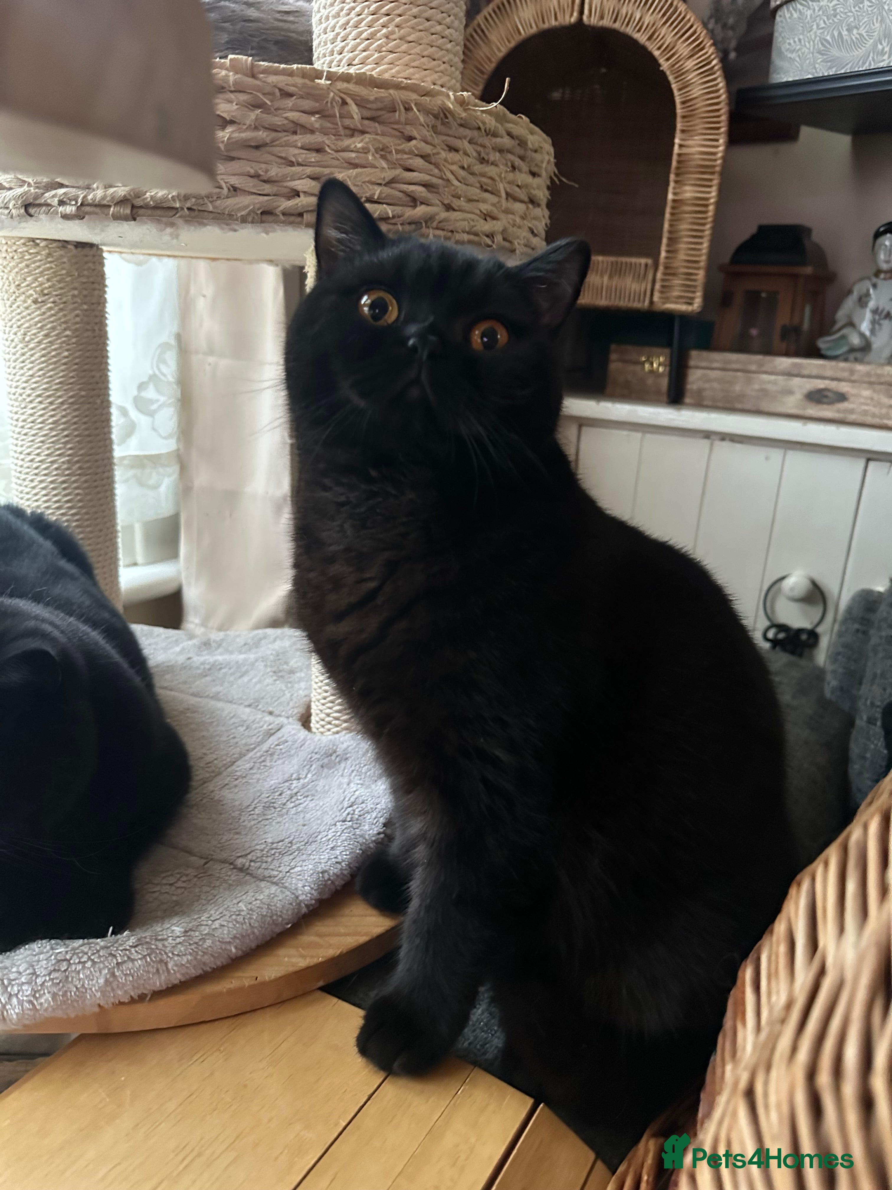 British Shorthair cats GCCF Registered British Short Hair Male  - Advert 16