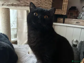 British Shorthair cats GCCF Registered British Short Hair Male - Advert 16