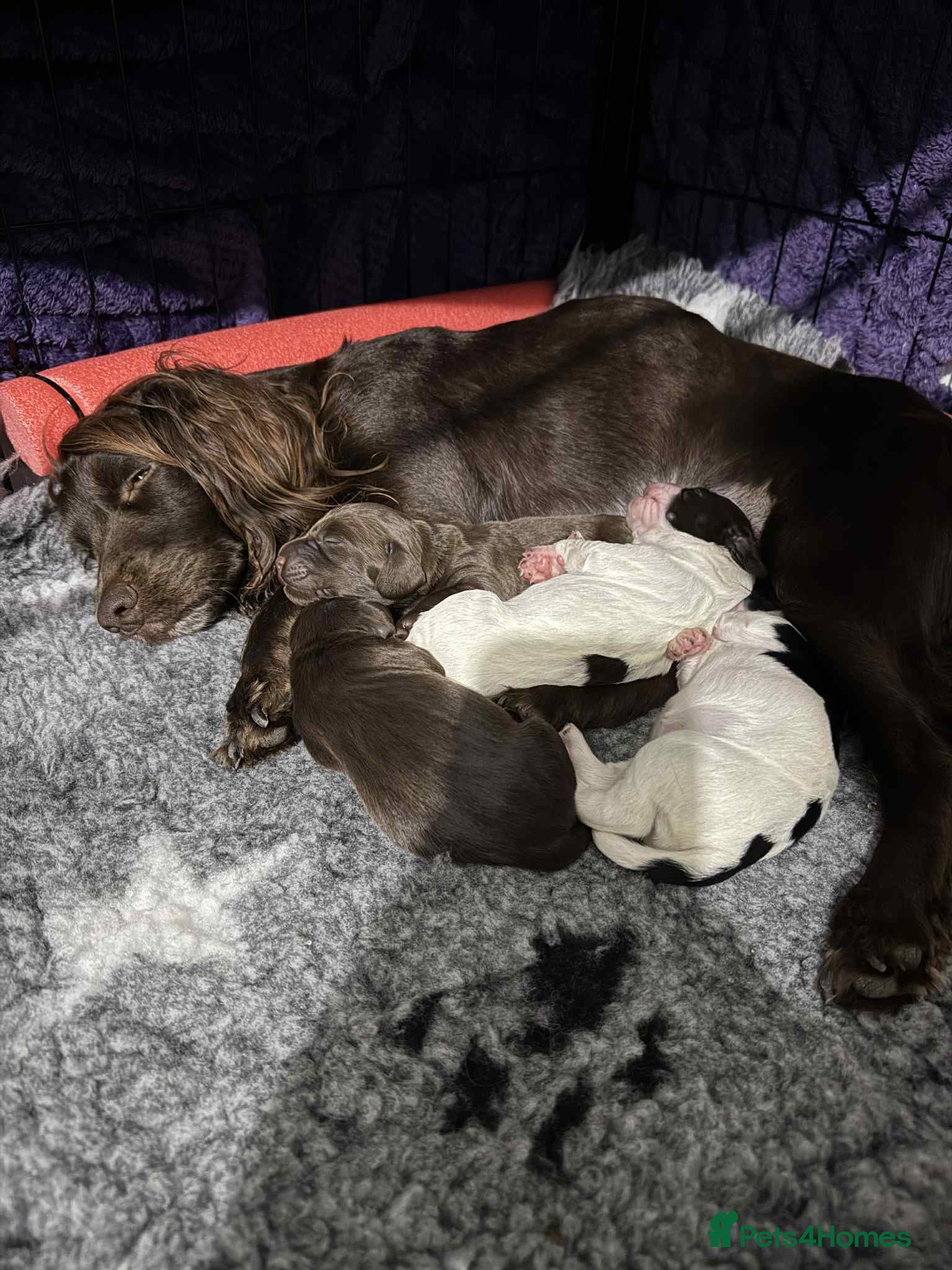 Cocker Spaniel dogs 🐾 English Cocker spaniel puppies for sale 🐾 - Advert 2