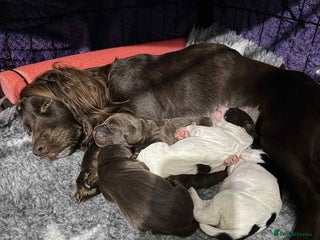 Cocker Spaniel dogs for sale: 🐾 English Cocker spaniel puppies for sale 🐾 - Advert 1