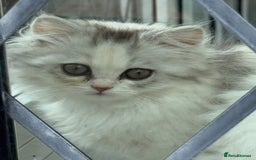 Persian cats for sale: Lovely Persian cats  - Image 37