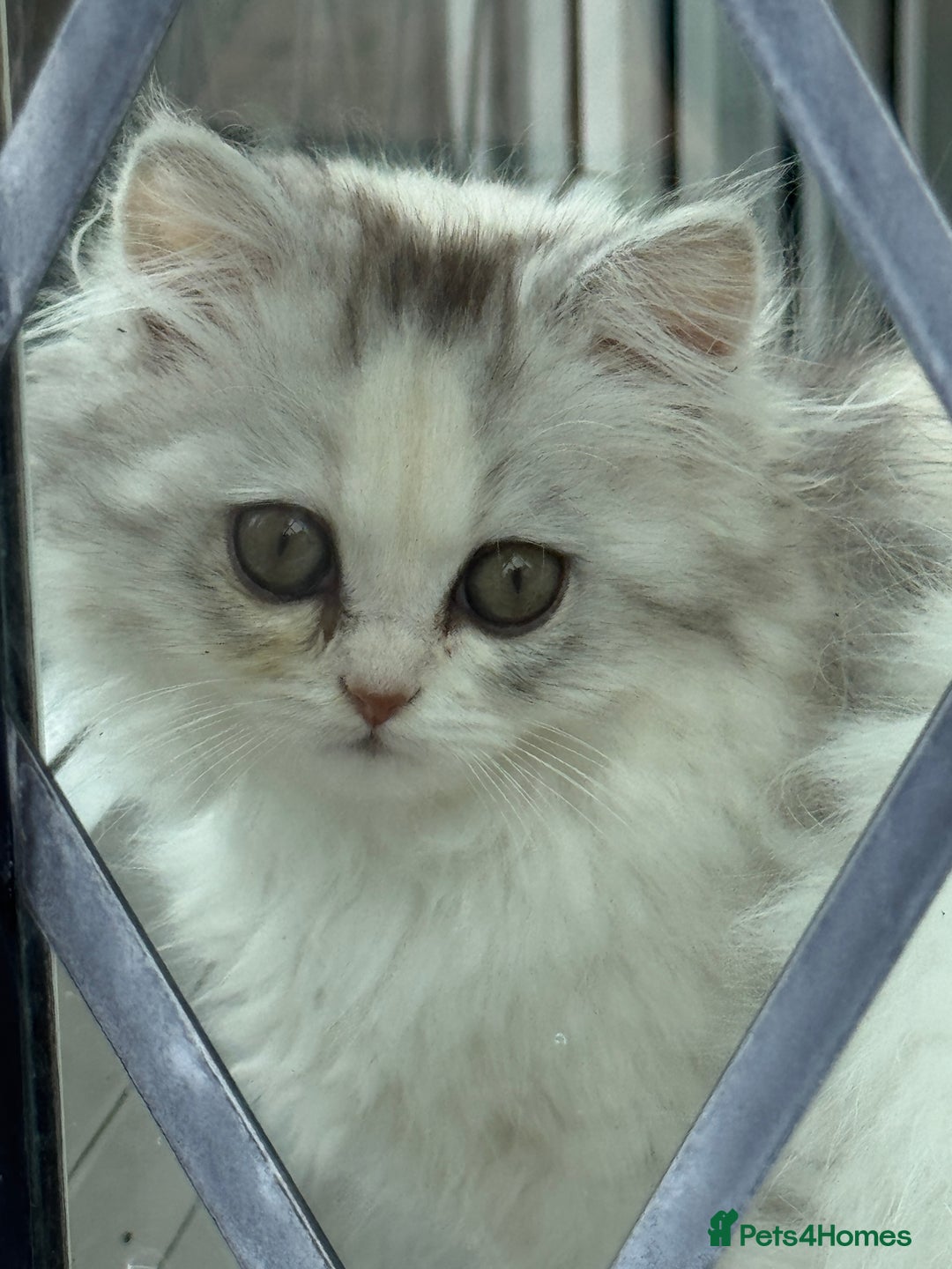Persian cats for sale: Lovely Persian cats  - Image 37