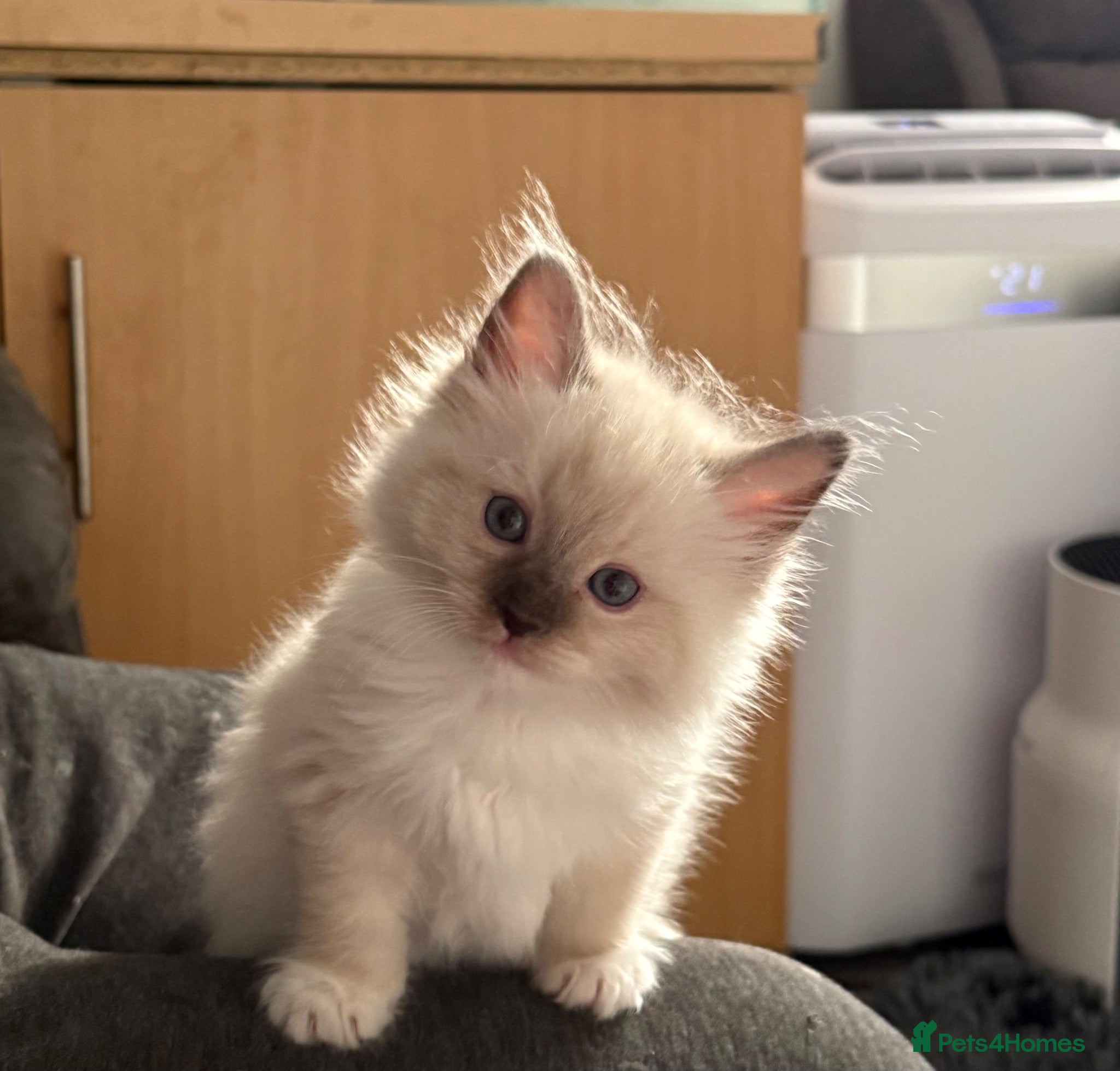 Ragdoll cats XL Long hair Ragdoll kittens. Used to dogs.  - Advert 1