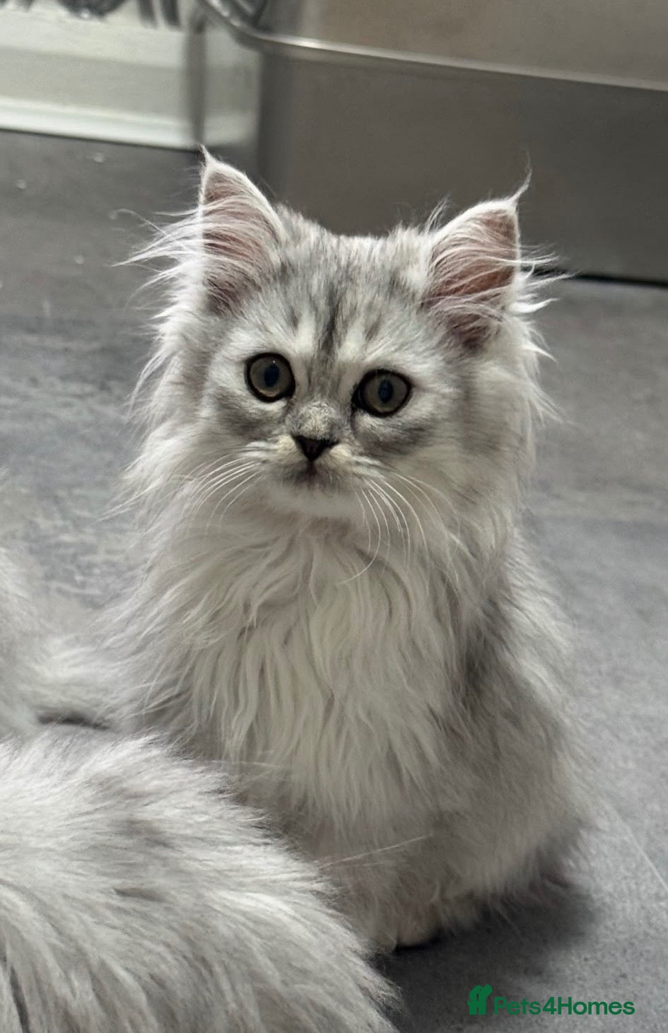 Persian cats Beautiful long haired Persian Kittens - Advert 2