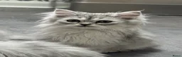 Persian cats for sale: Beautiful long haired Persian Kittens - Advert 3