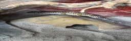Leopard Gecko reptiles for sale: leopard geckos 1male/1female with exoterra viv in March - Advert 6
