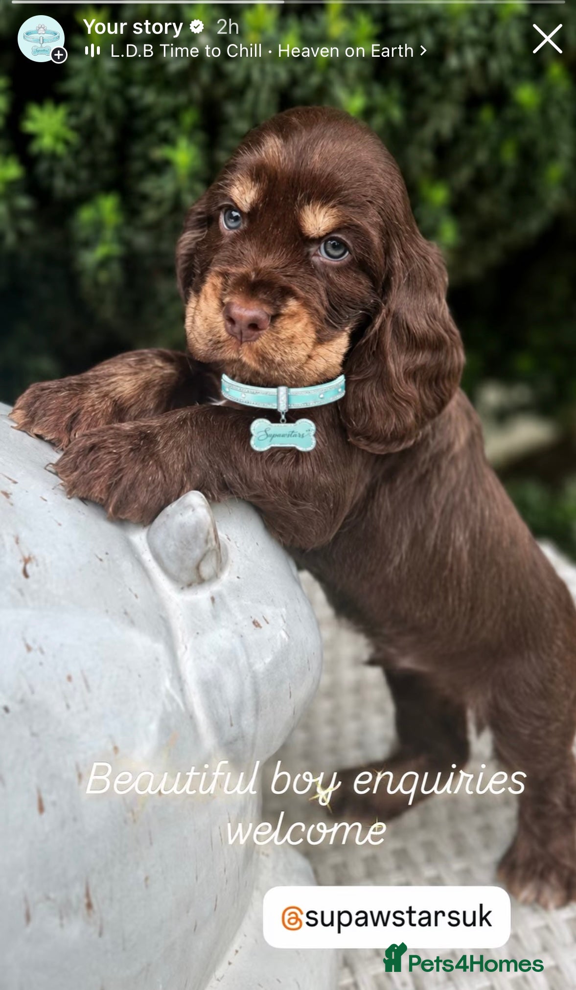 Cocker Spaniel dogs Stunning cocker spaniels - Advert 1